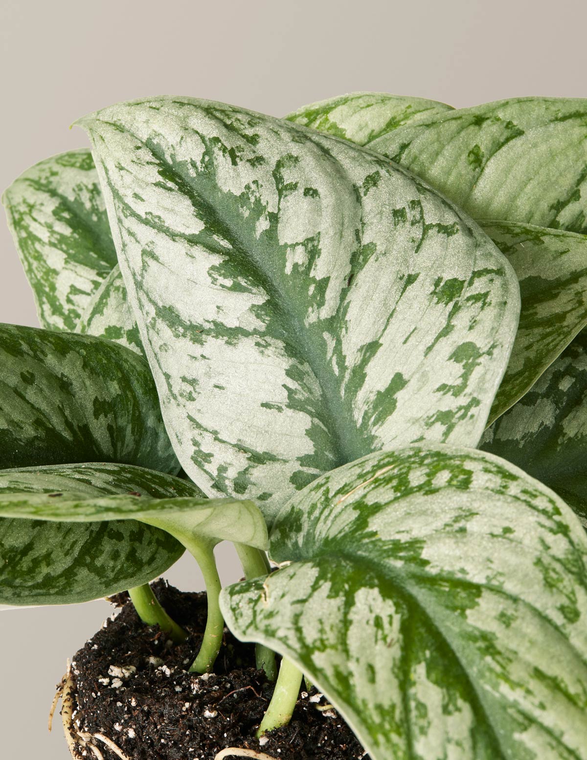 satin pothos sterling Satin Pothos Houseplant with Planter - Medium (8-10" tall) Mustard Planter