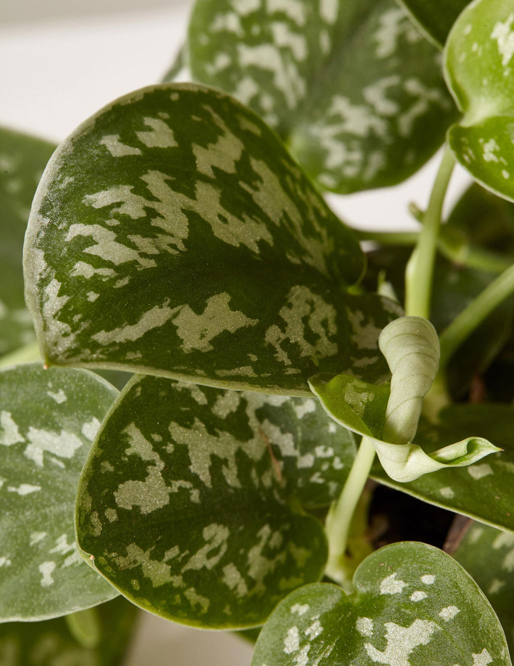 Philodendron Silver