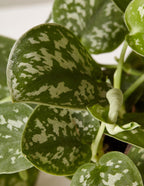 Philodendron Silver
