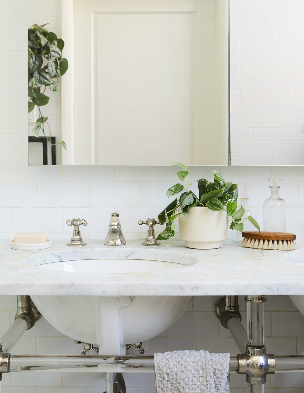 Philodendron Silver