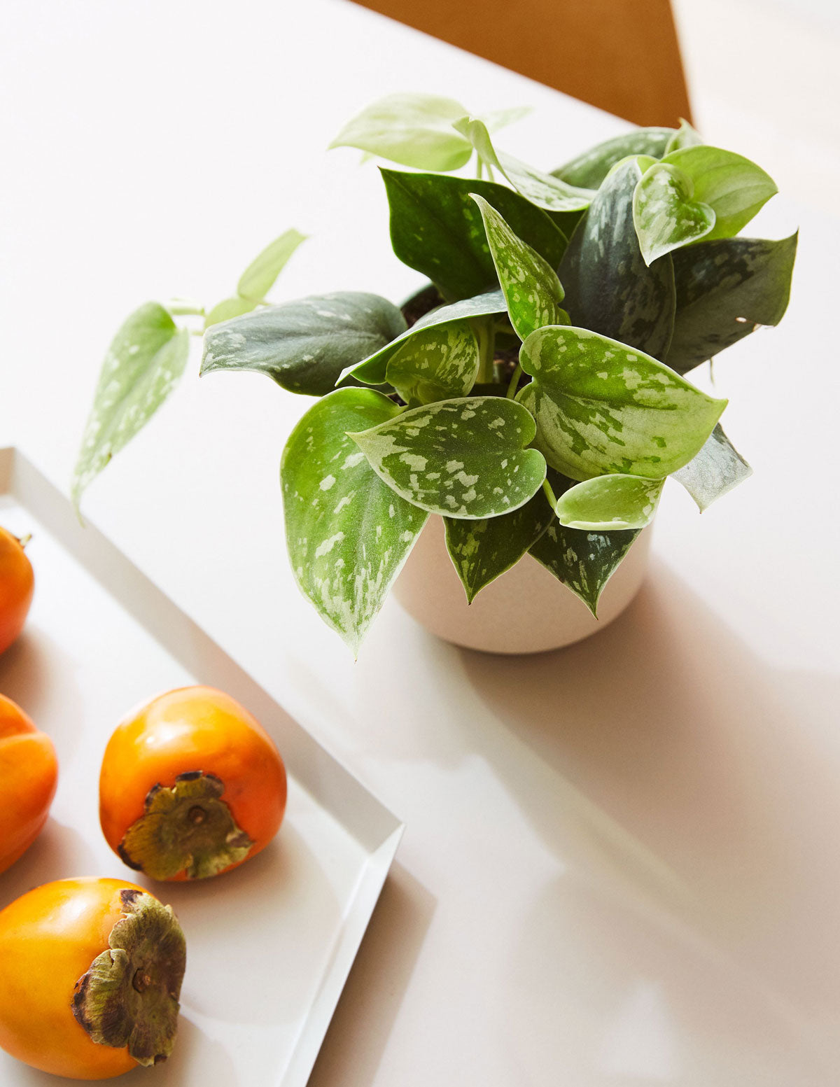 Philodendron Silver