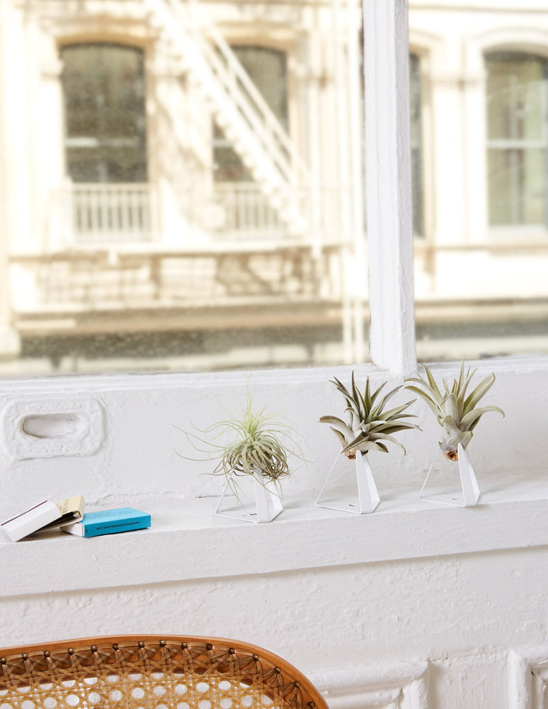 Air Plant