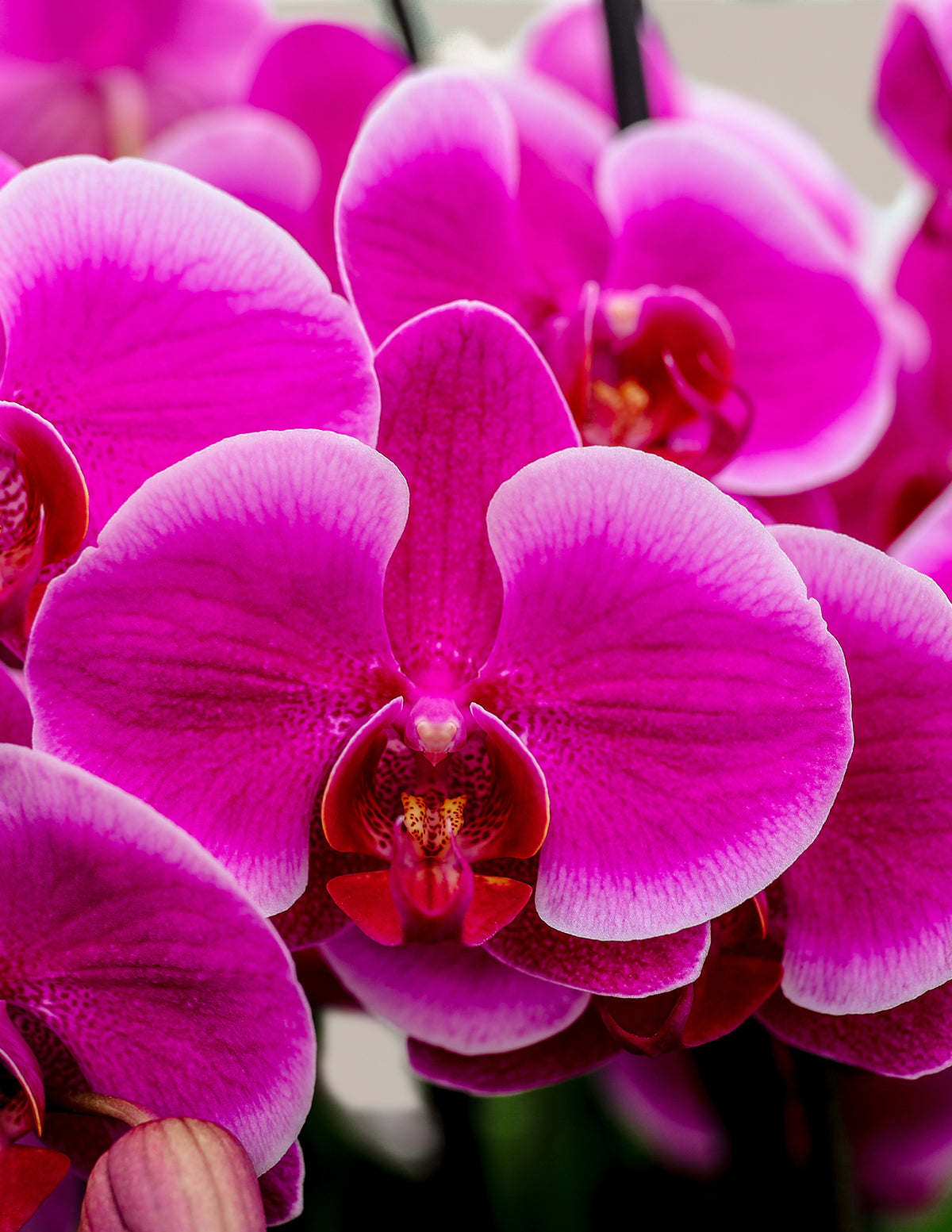 Small Double Orchid