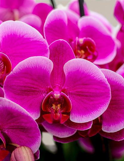 Small Double Orchid