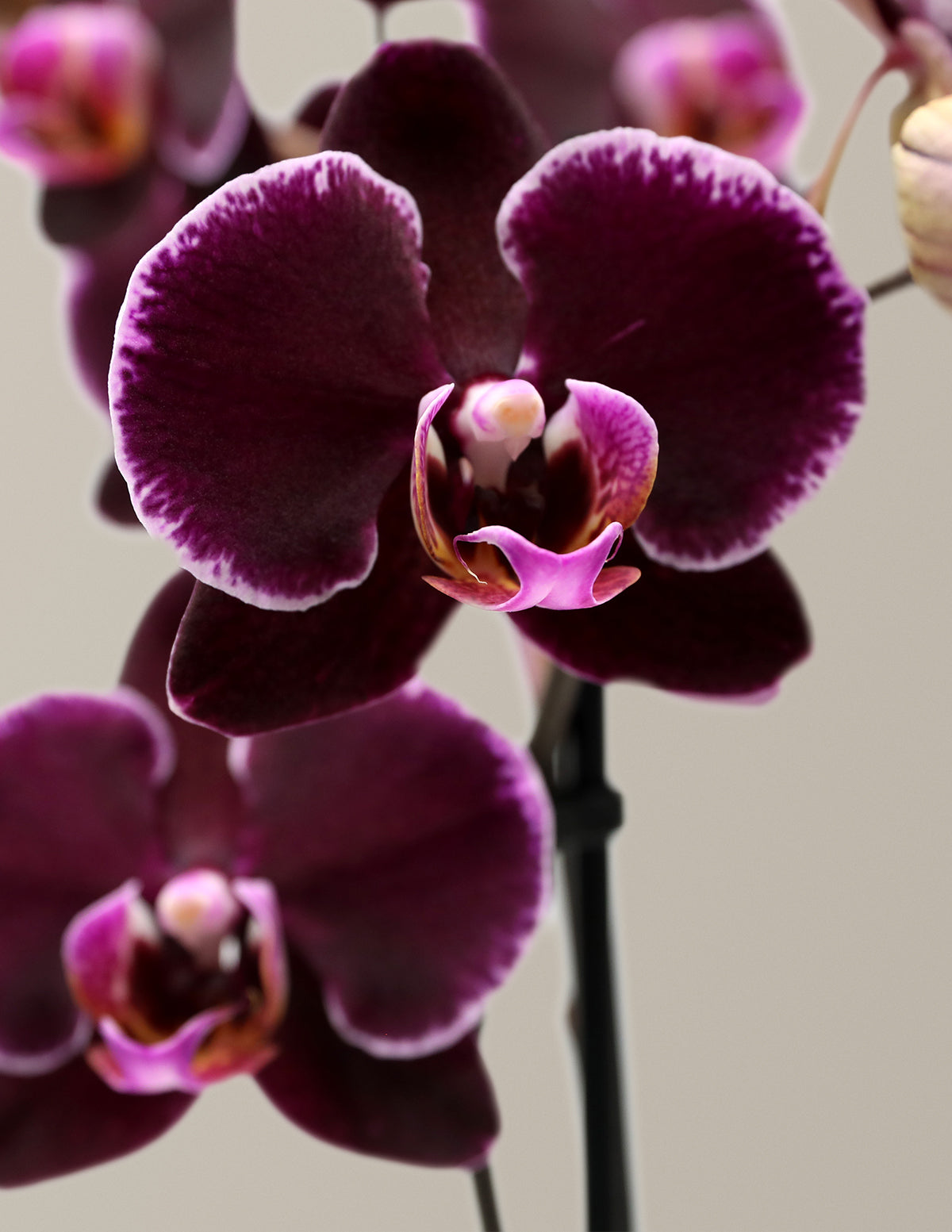 Small Double Orchid