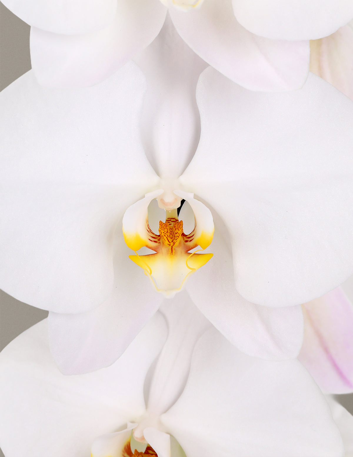 Small Double Orchid