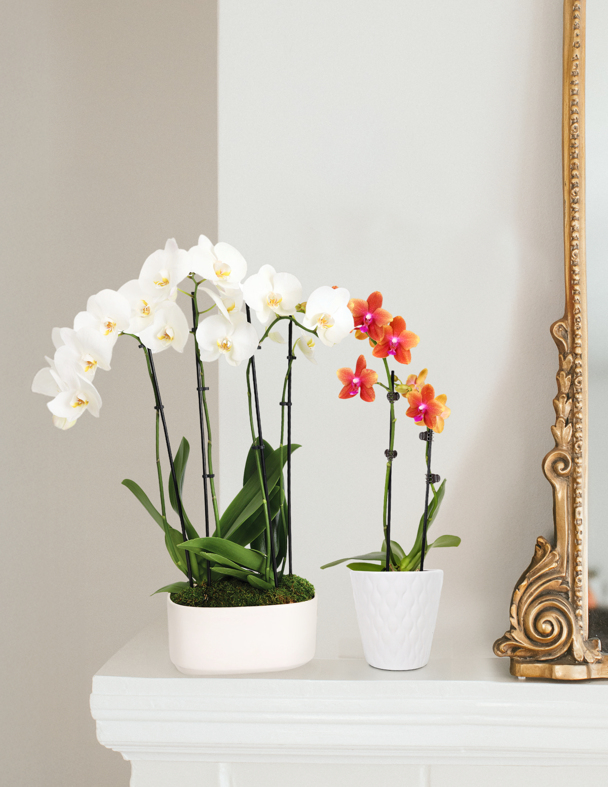 Small Double Orchid