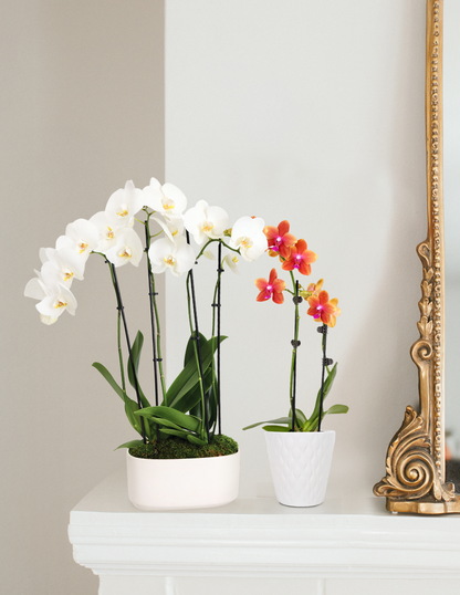 Small Double Orchid