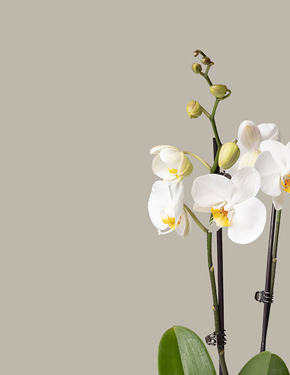 Small Double Orchid