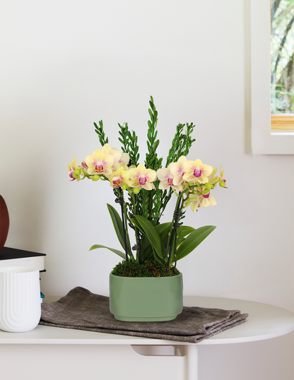 Small Double Orchid