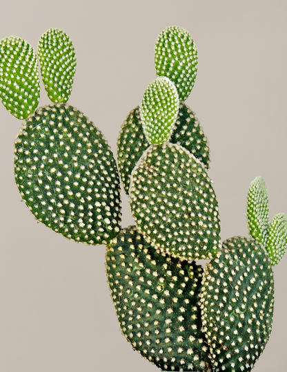 Bunny Ear Cactus