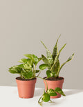 bundle | Small | Grow Pot