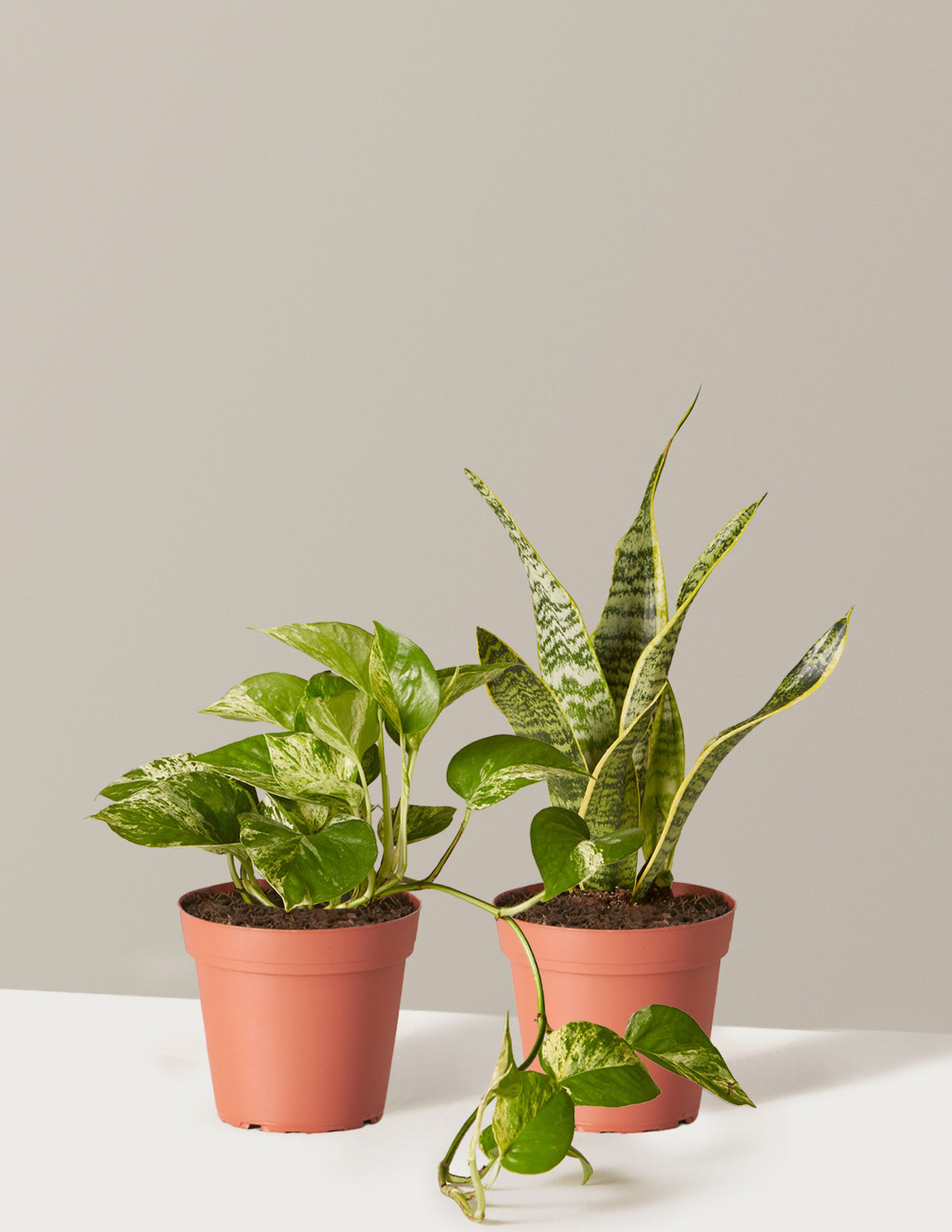 bundle | Small | Grow Pot