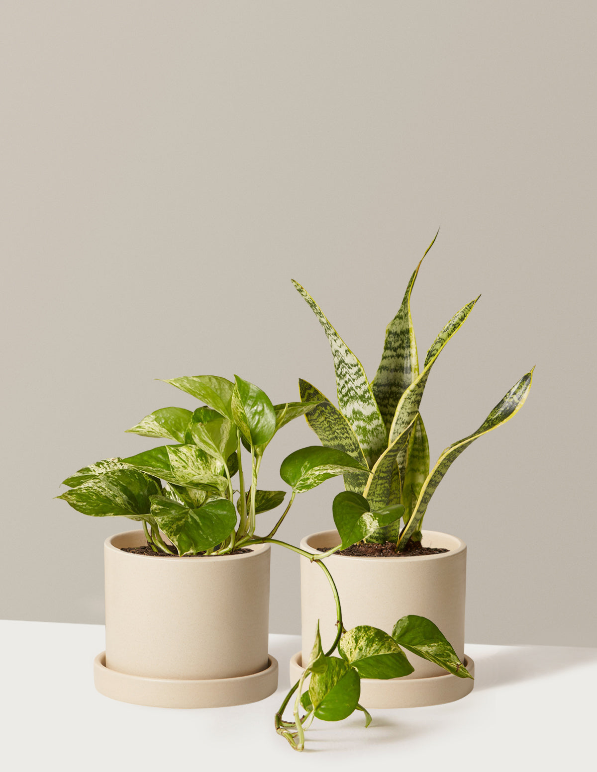 bundle | Small | Hyde | Cream