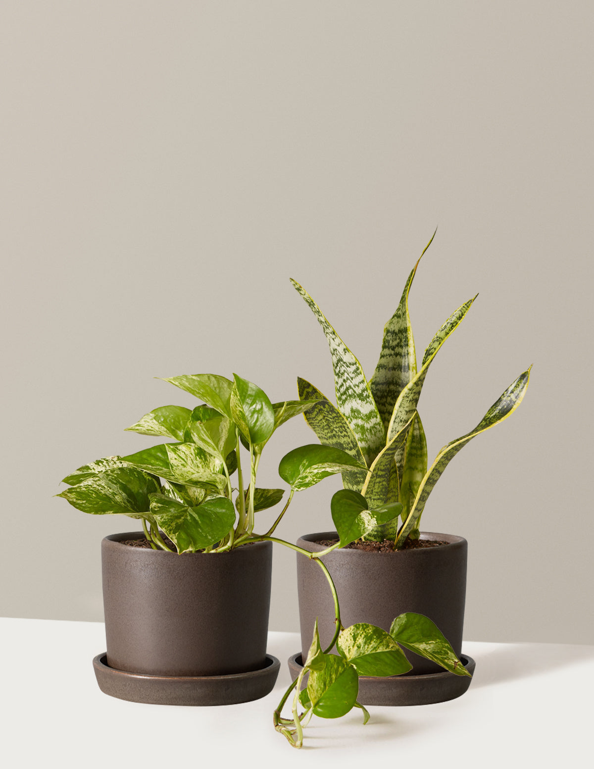 bundle | Small | Hyde | Olive