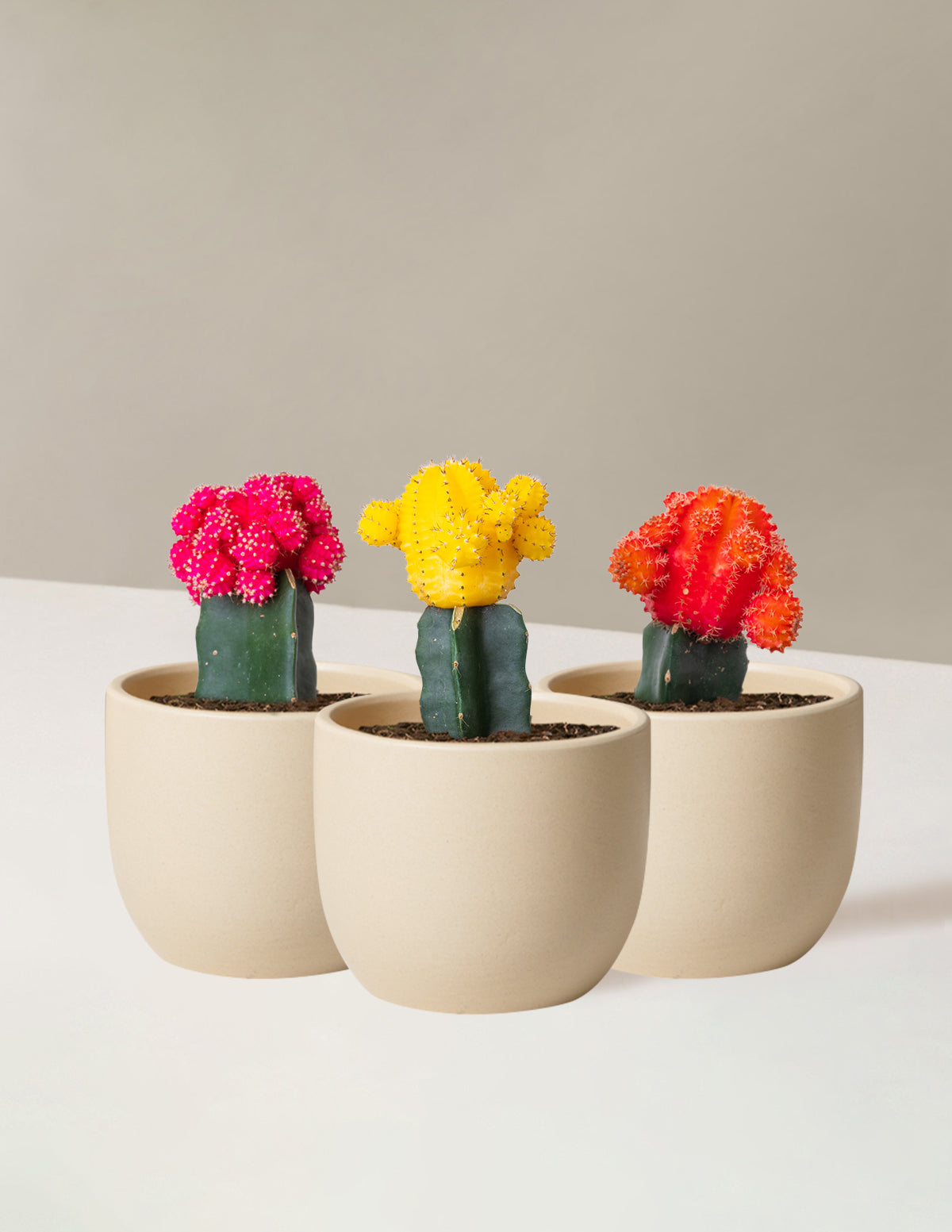 bundle | Tricolor Trio | Grant | Cream