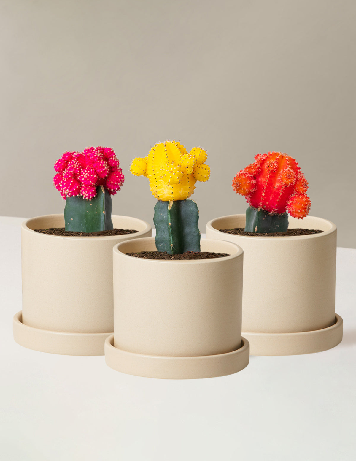 bundle | Tricolor Trio | Hyde | Cream