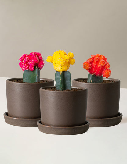 Moon Cactus