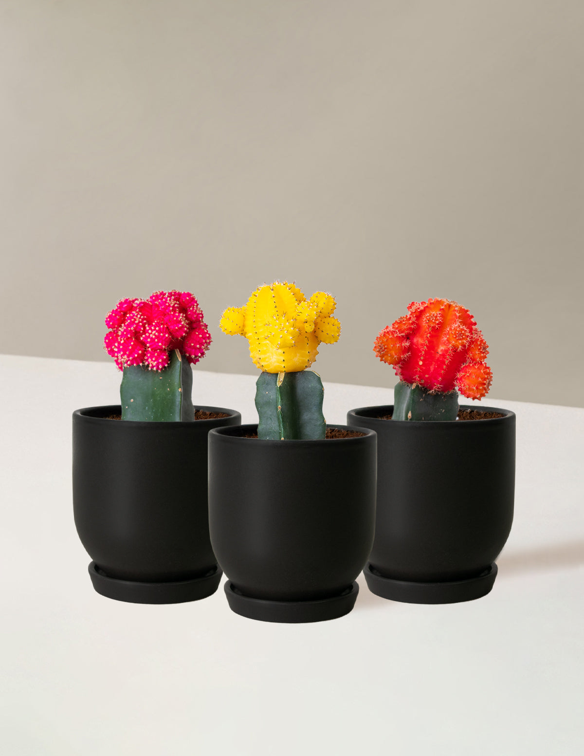 bundle | Tricolor Trio | Westcott | Black
