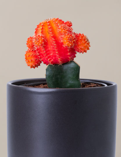 Moon Cactus