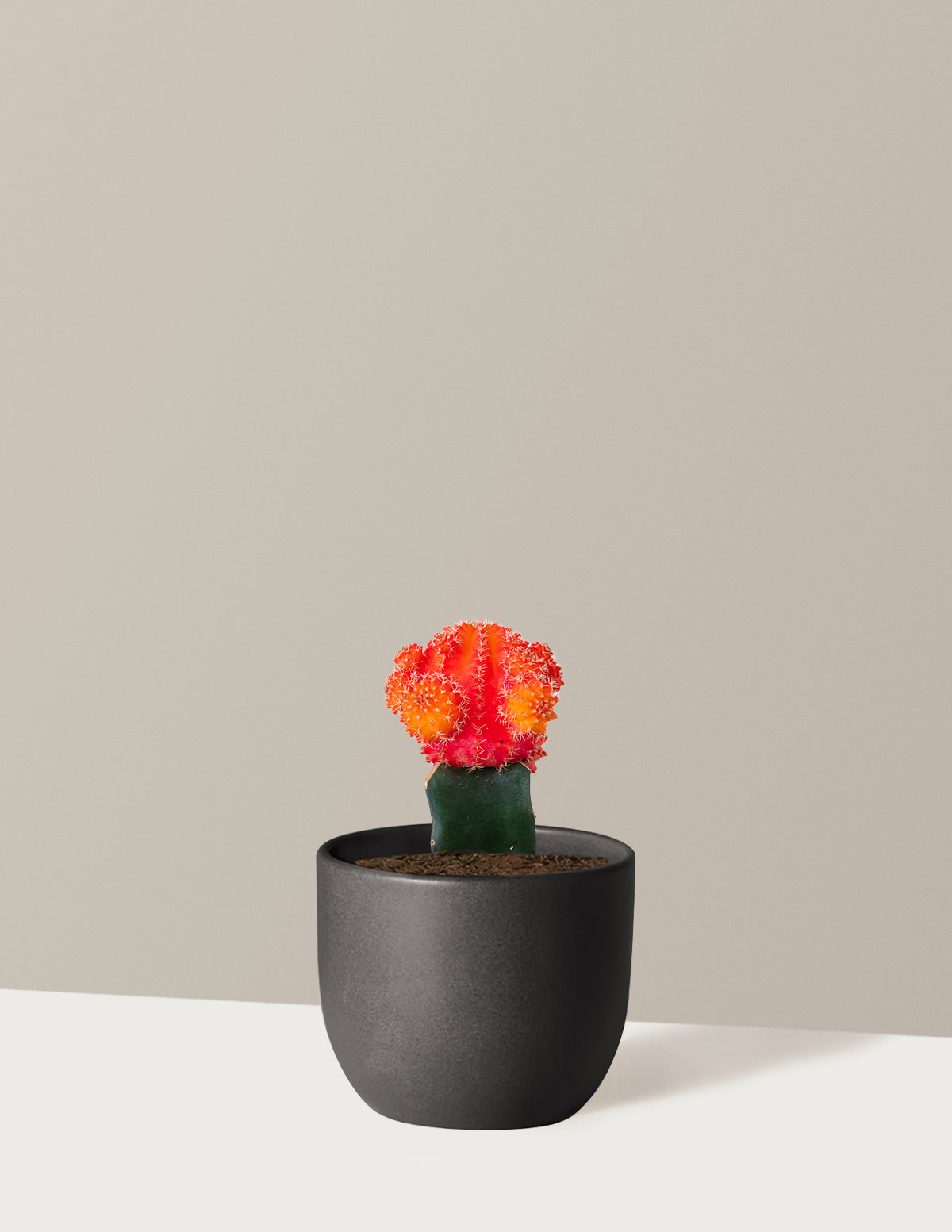 bundle | Orange | Grant | Black