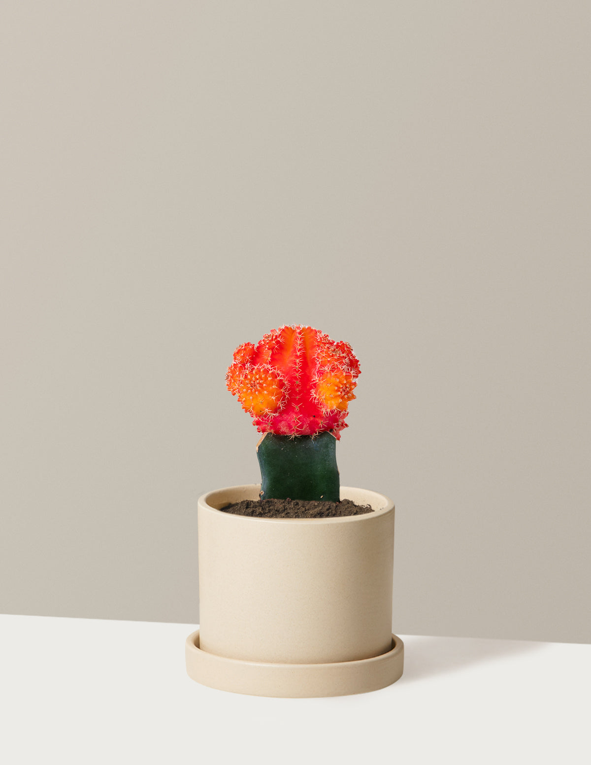 Moon Cactus