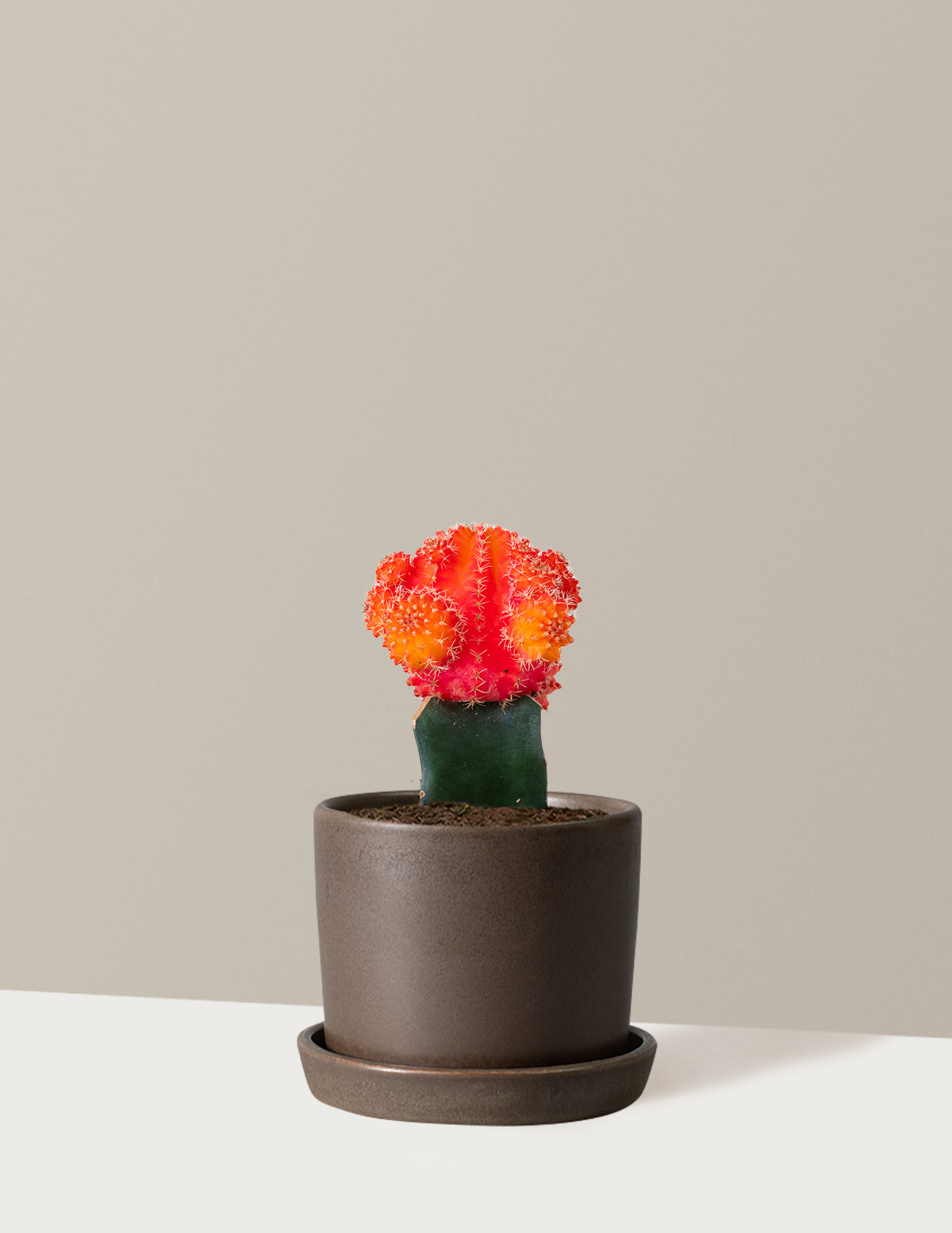 Moon Cactus