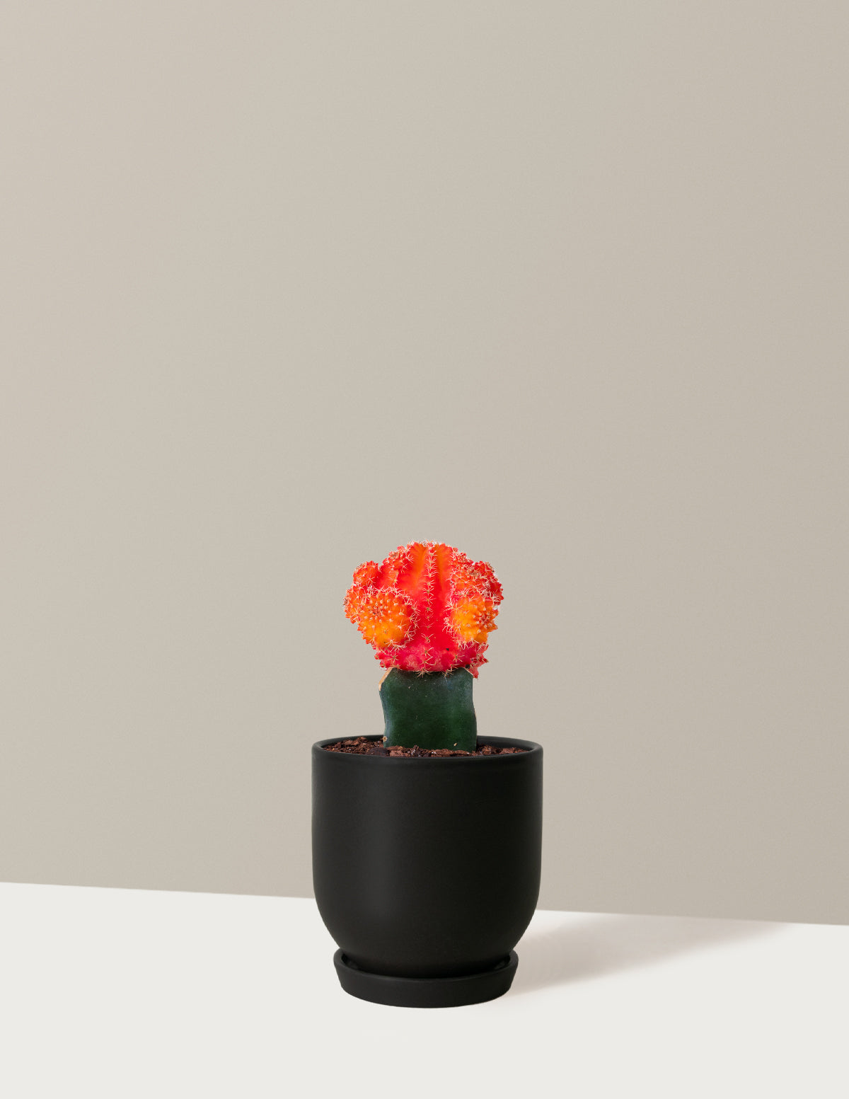 Moon Cactus