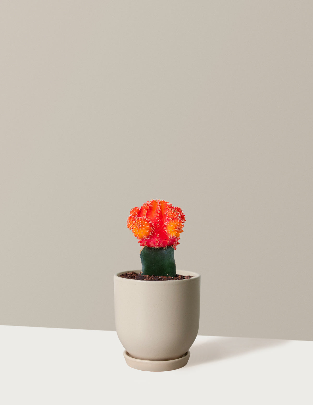 bundle | Orange | Westcott | Cream