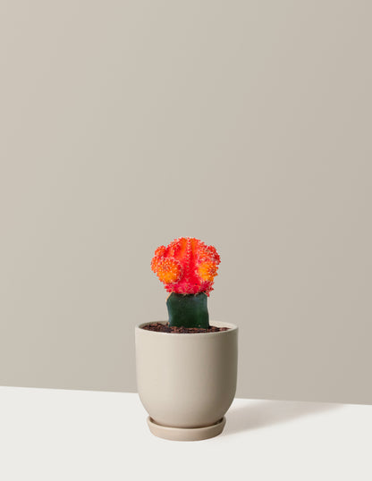 Moon Cactus