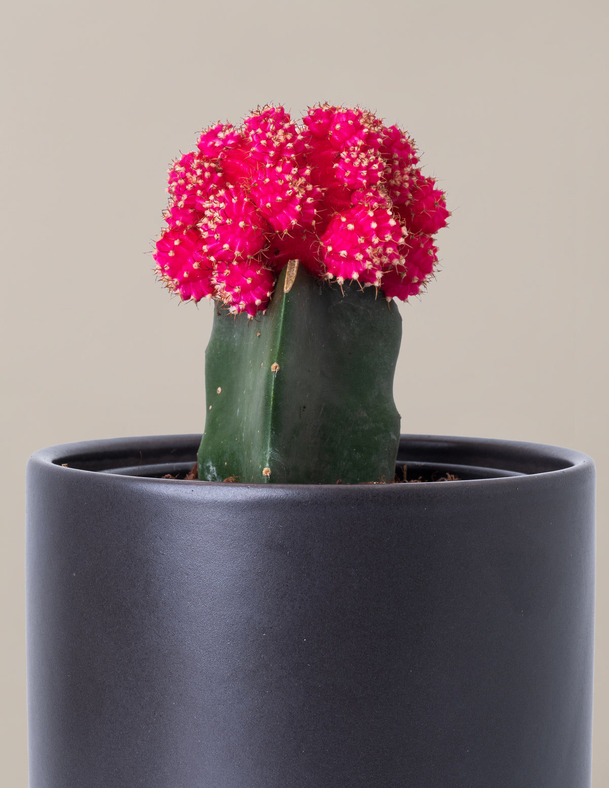 Moon Cactus