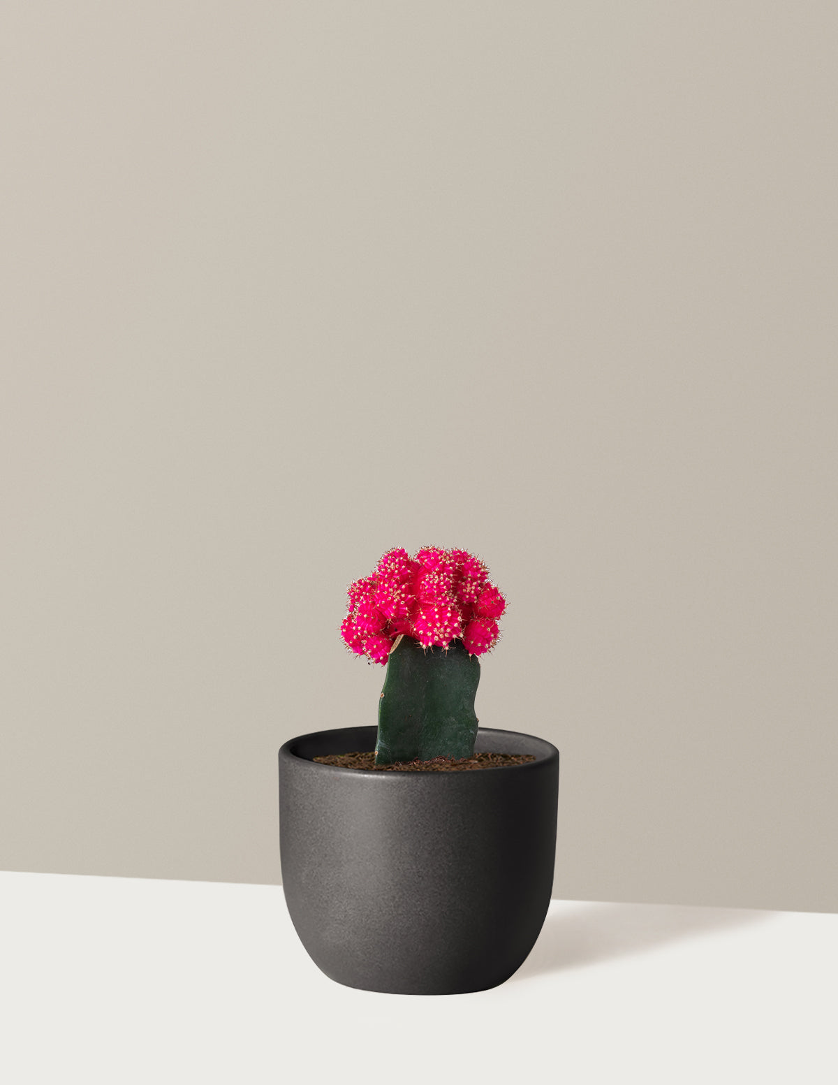 Moon Cactus