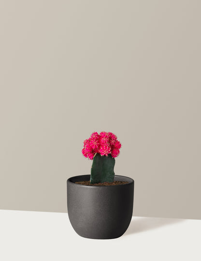 Moon Cactus