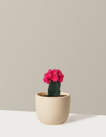 Moon Cactus