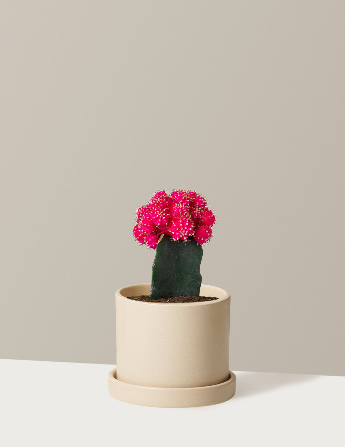 bundle | Pink | Hyde | Cream
