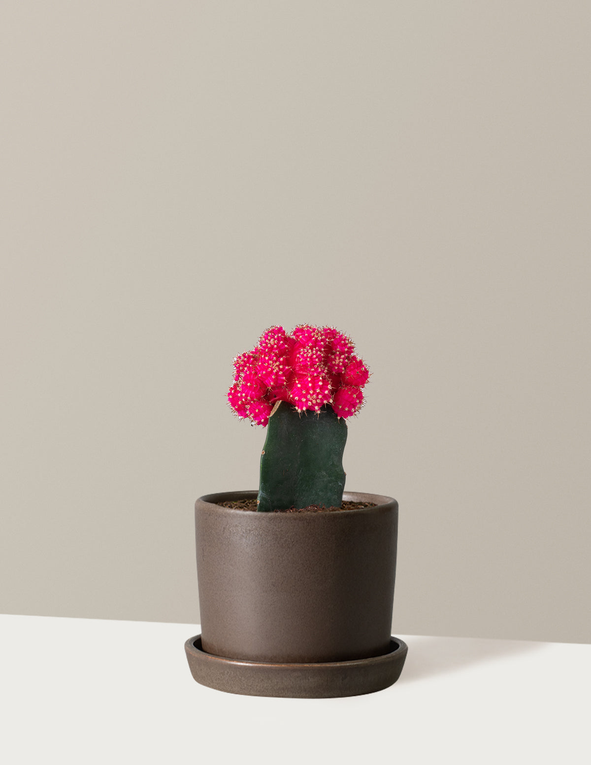 Moon Cactus