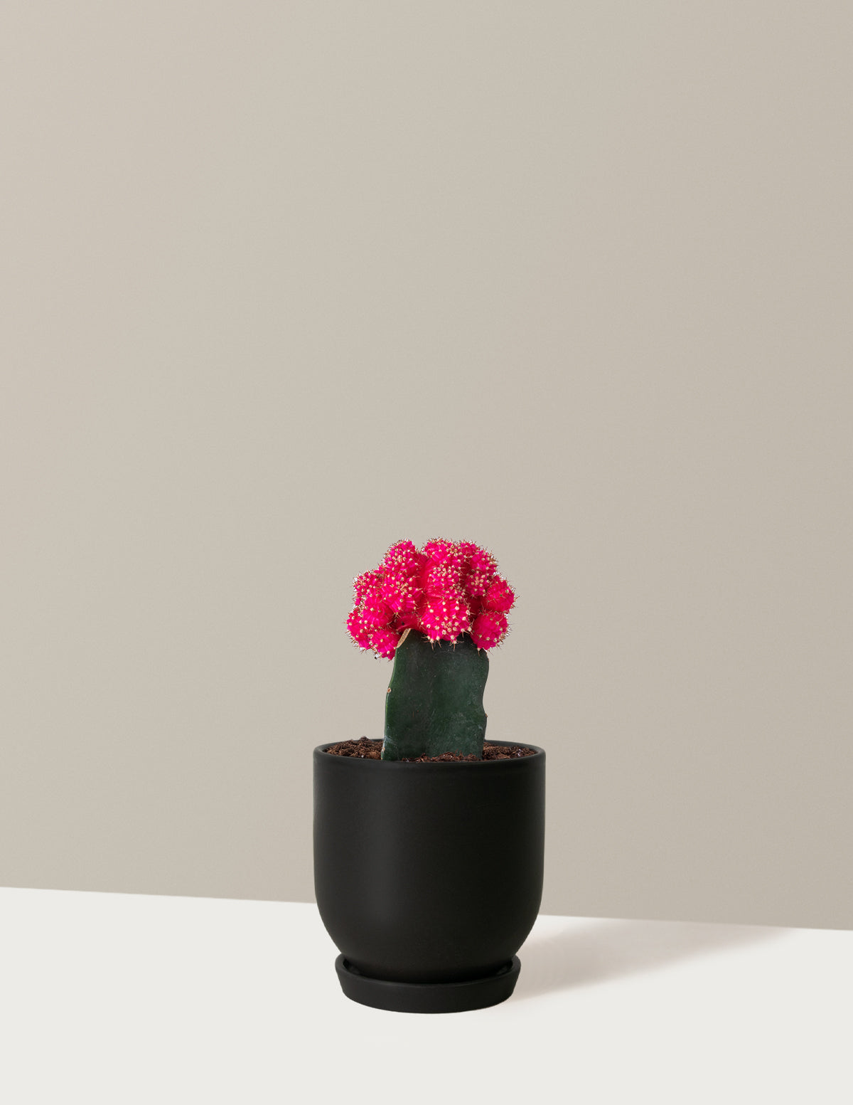 bundle | Pink | Westcott | Black
