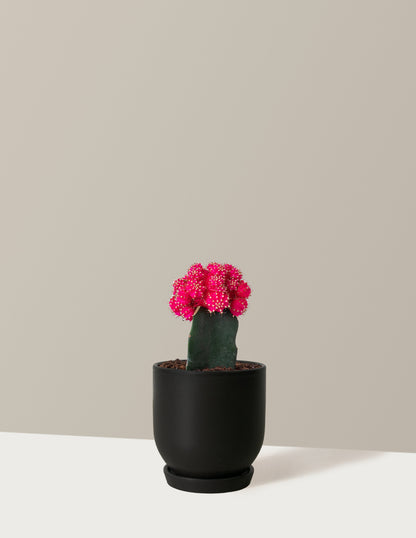 Moon Cactus