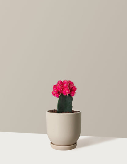 Moon Cactus