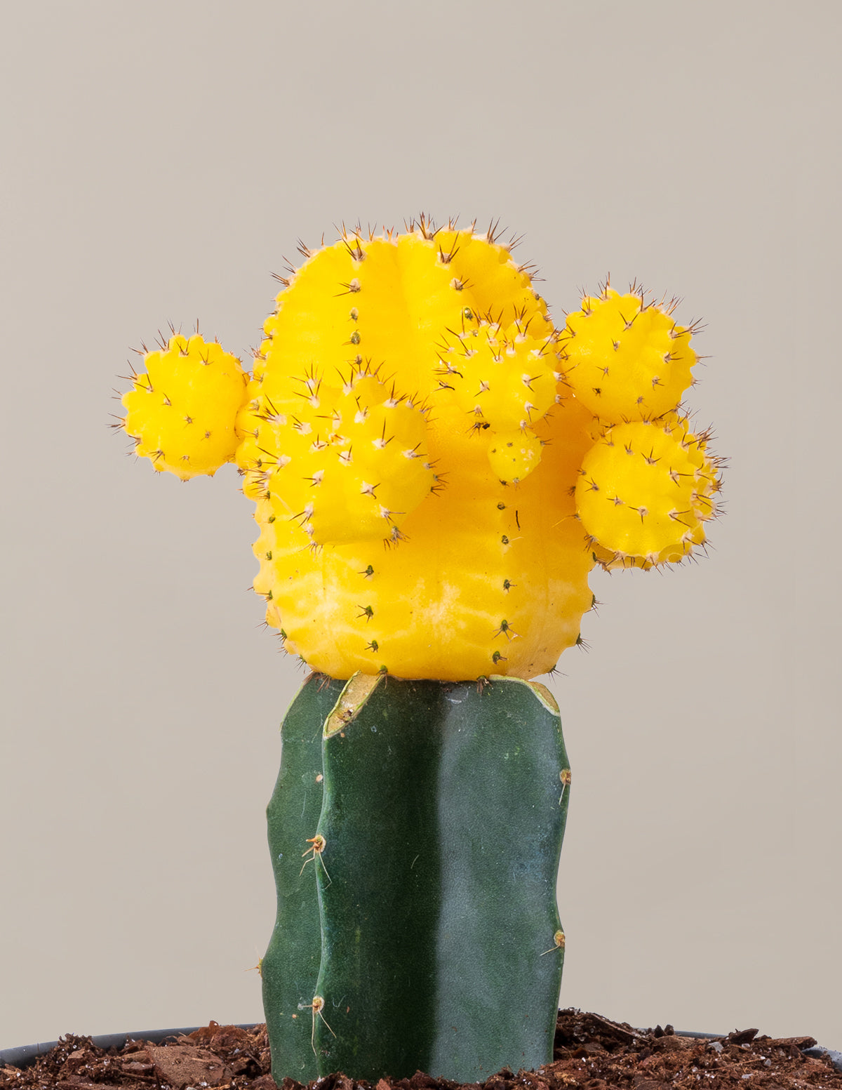 Moon Cactus