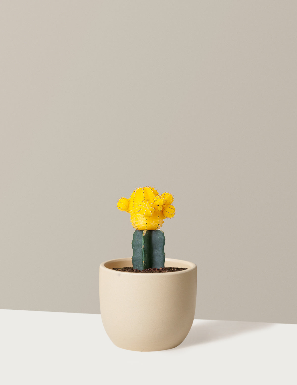 Moon Cactus