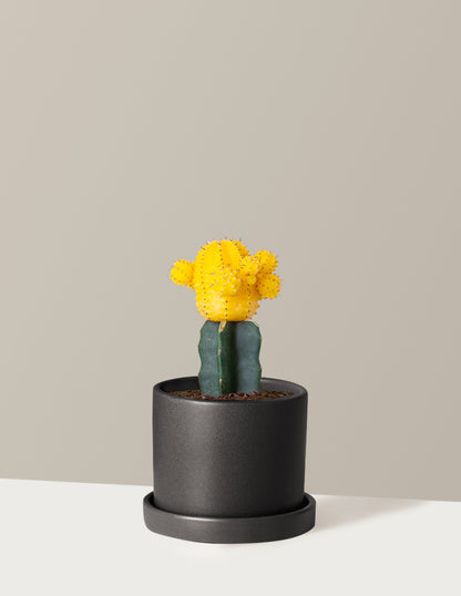 Moon Cactus