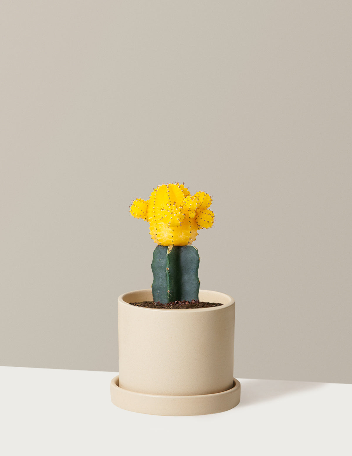 Moon Cactus