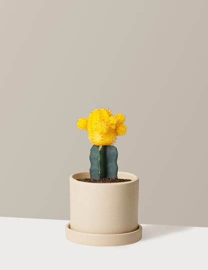 Moon Cactus