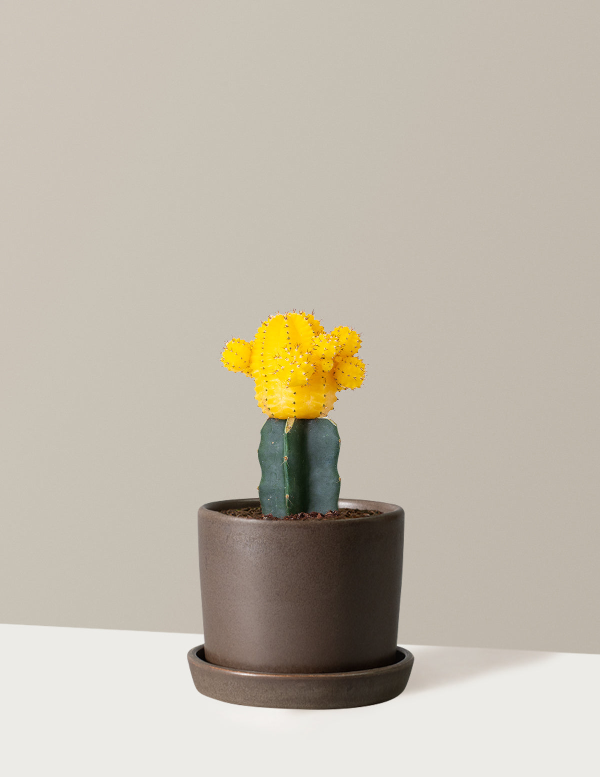 bundle | Yellow | Hyde | Olive