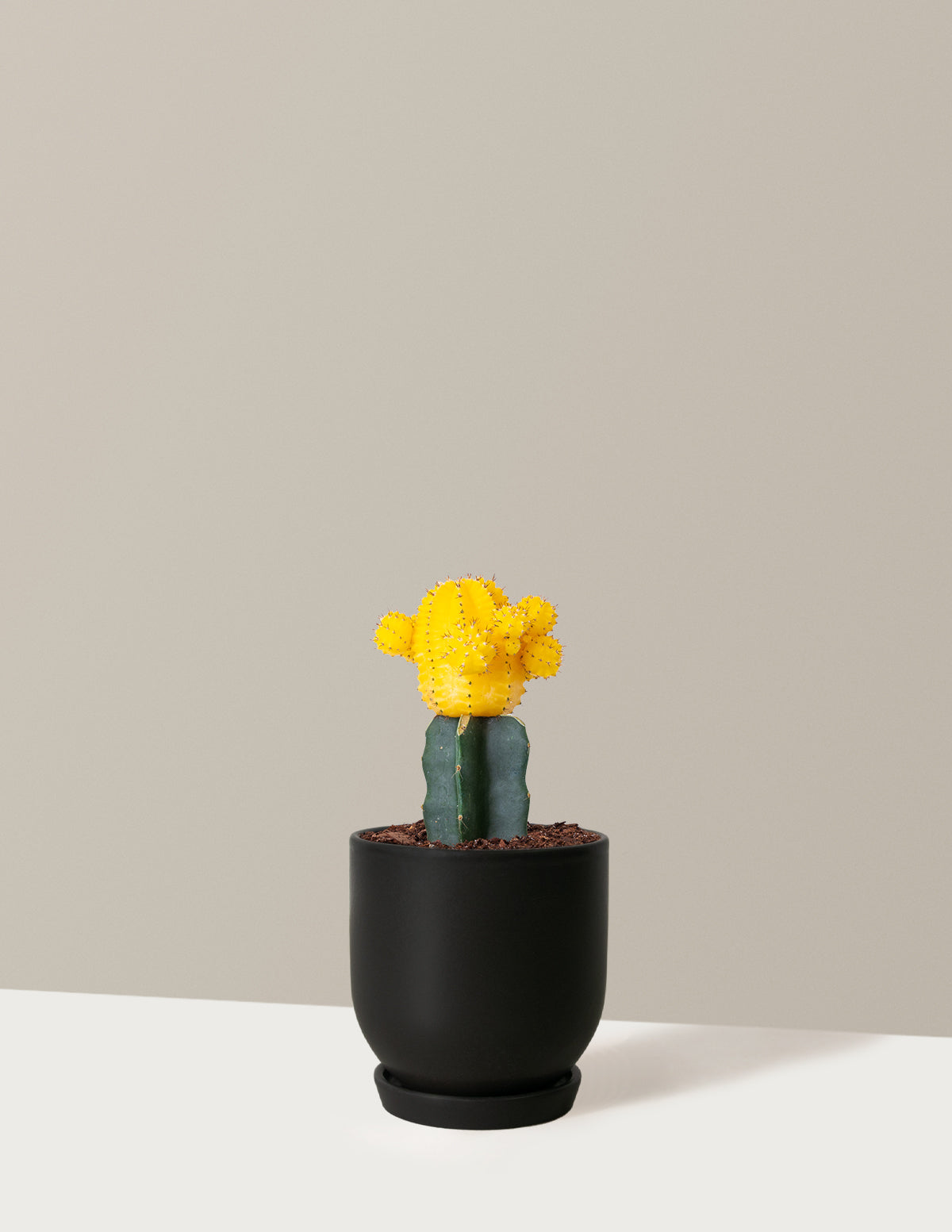 Moon Cactus