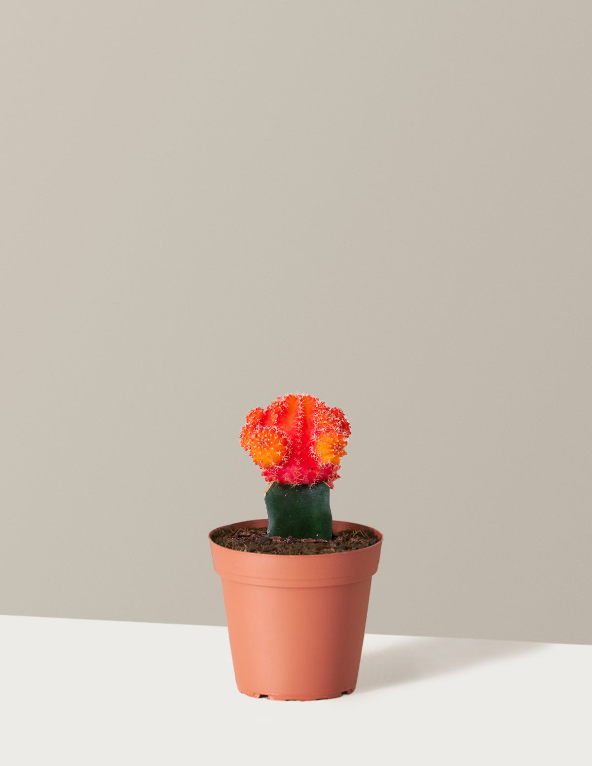 Moon Cactus