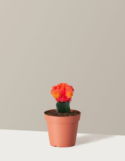 Moon Cactus