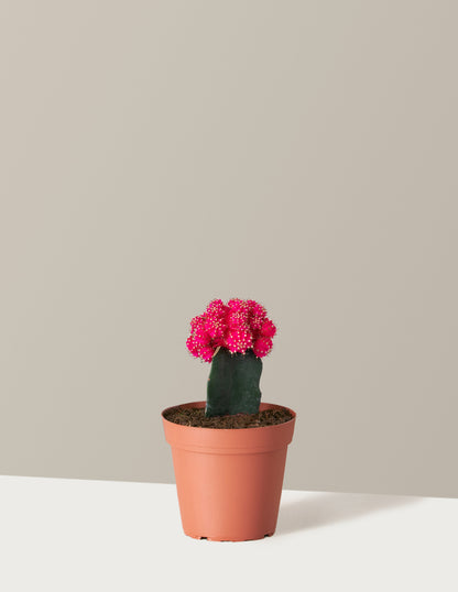 Moon Cactus