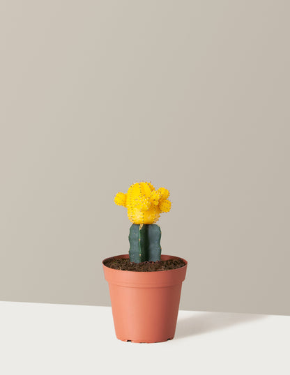 Moon Cactus